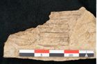 Foto (Detailansicht) von Equisetum haeringianum Ettingshausen (NHMW-GEO-2024-0188-8206)